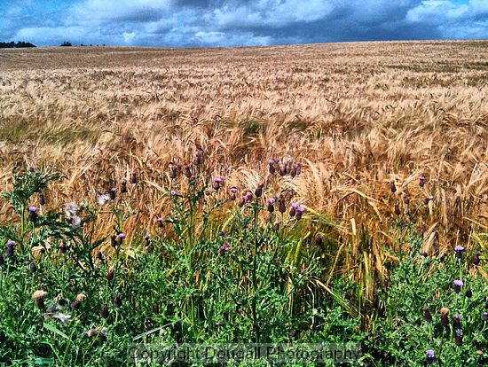 Barley fields of Aberdeenshire